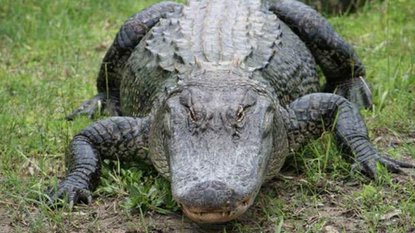 Alligator interrupts Florida couple’s poolside morning coffee and takes a swim