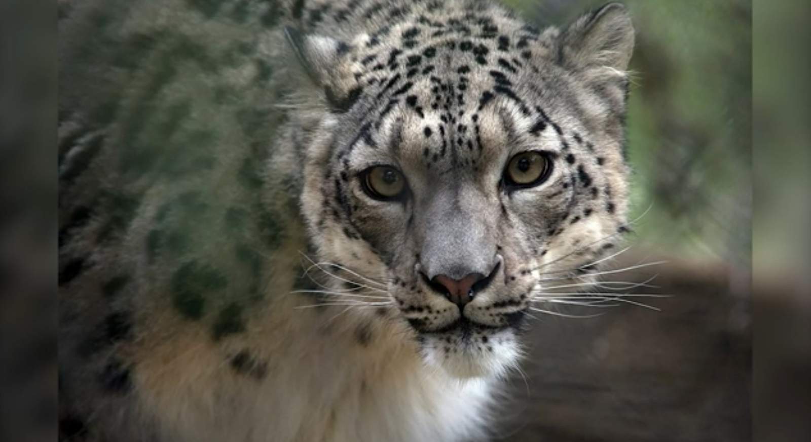 Snow leopard tests positive for COVID-19; zookeeper may have spread virus