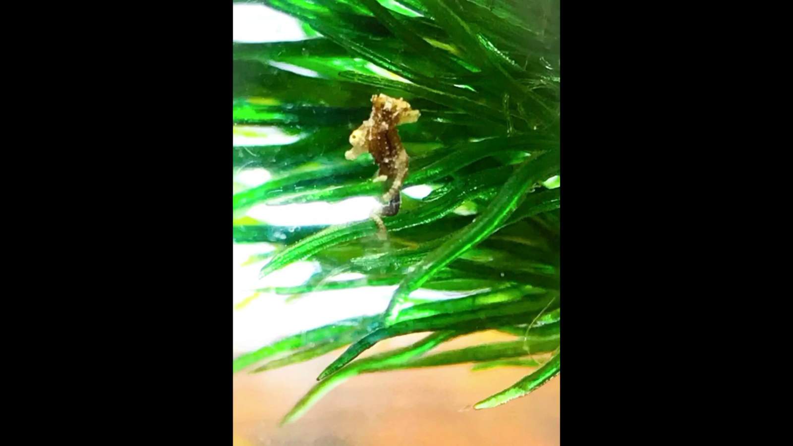RIP: Rare baby conjoined seahorse twins at B-CU research lab die after beating the odds