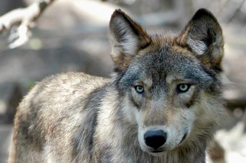US: Wolves may need protections after states expand hunting