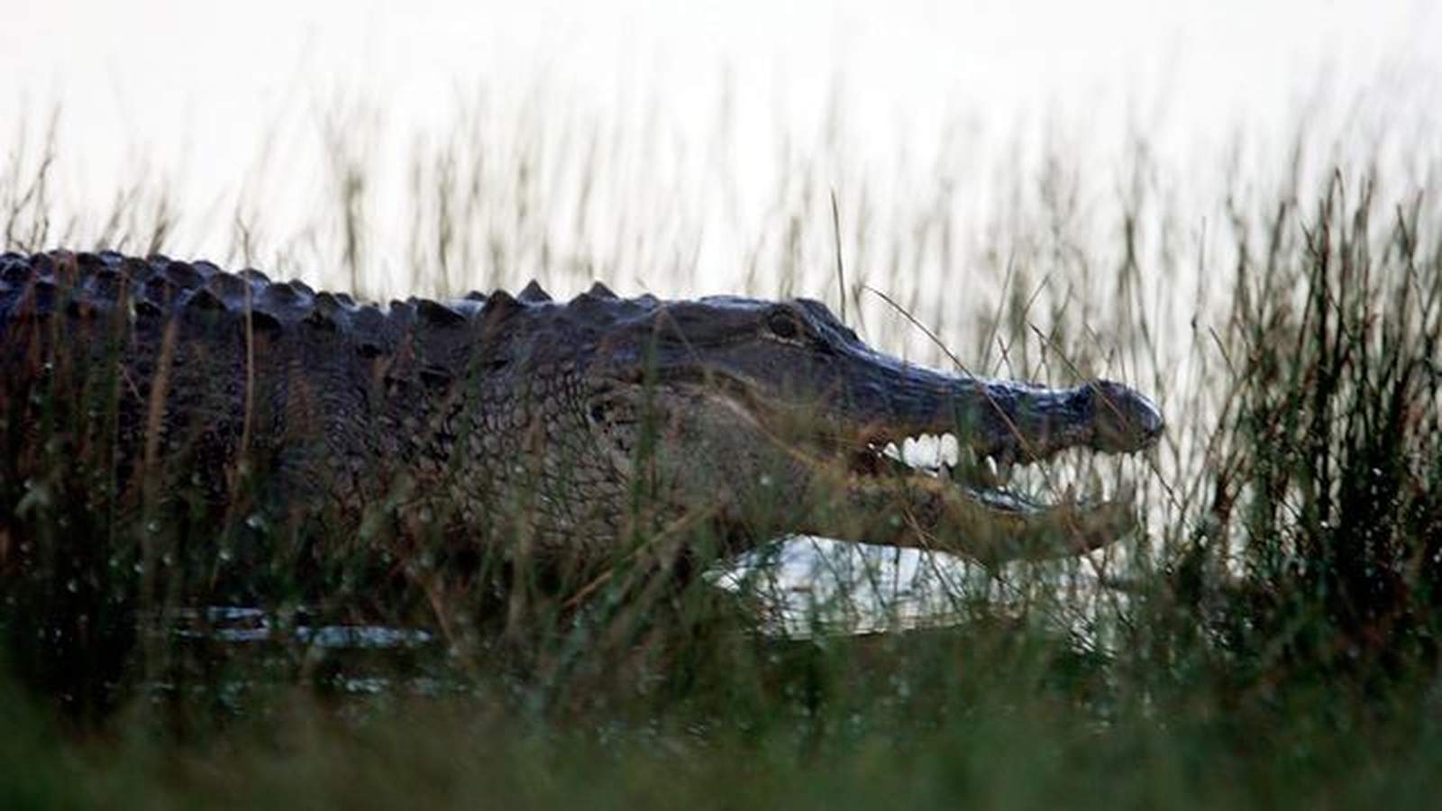 12-foot gator lunges 3 feet out of water, chomps Florida man’s arm