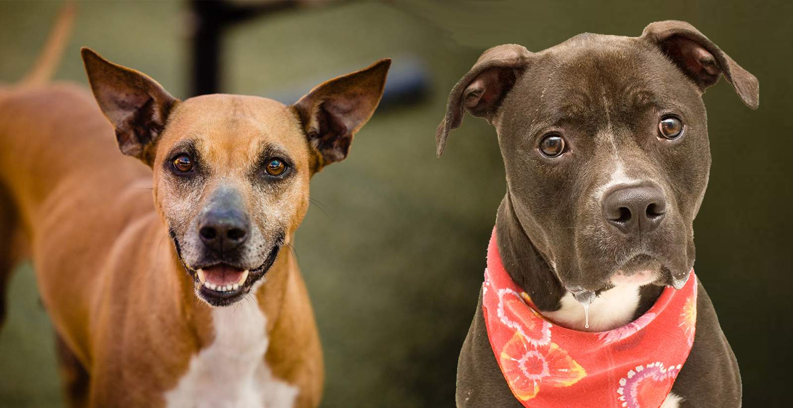 2 dogs battling cancer at Orange County shelter need forever homes