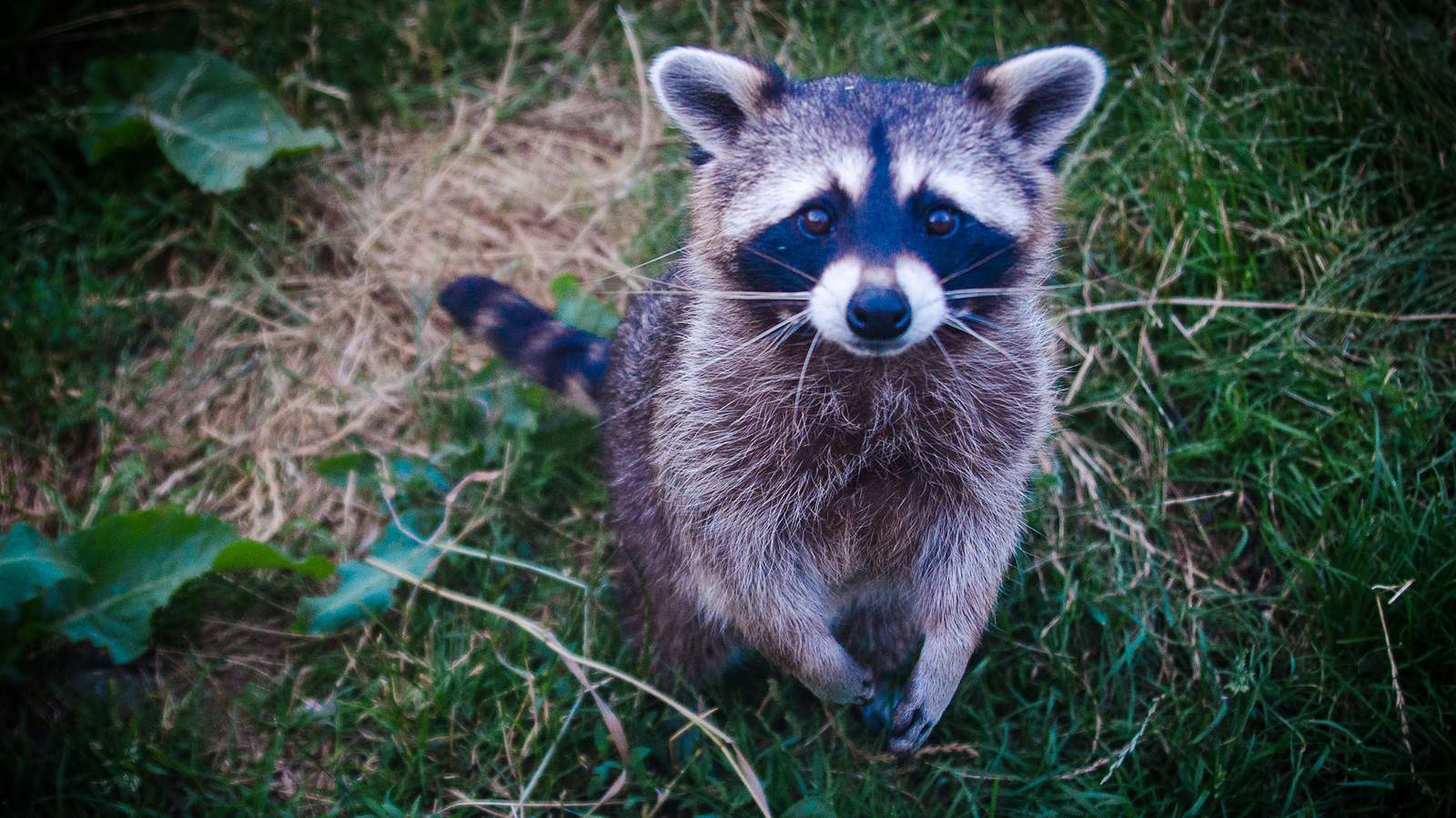 Raccoon tests positive for rabies in Marion County