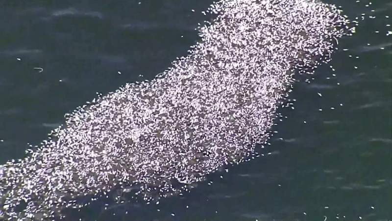 Protesters seek help dealing with fish-killing red tide