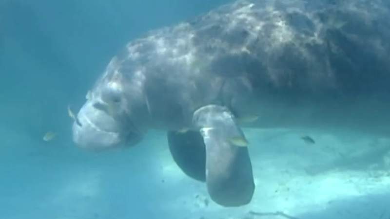 Manatee deaths rise in Florida as pollutants kill seagrass