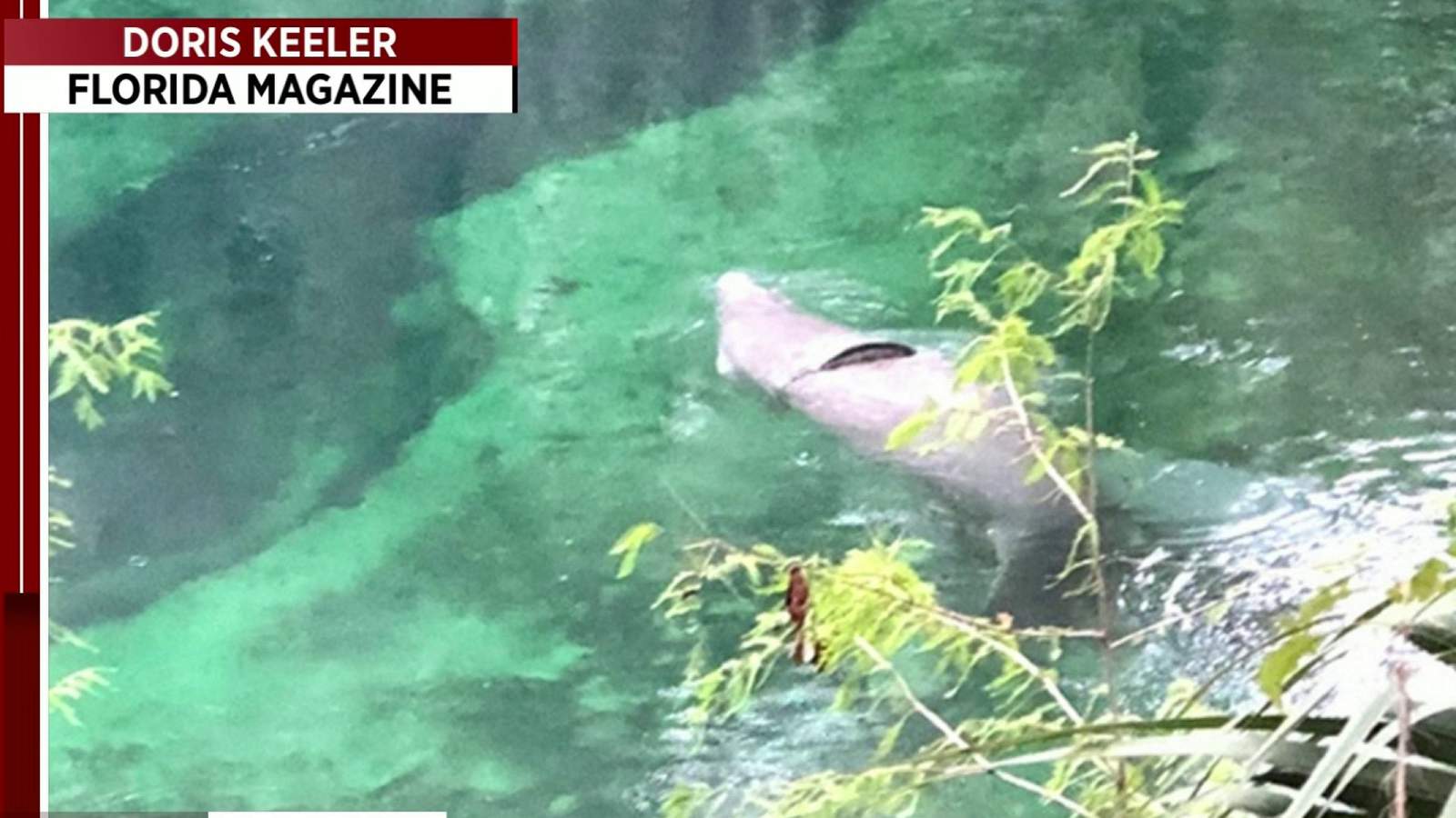 Crews work to rescue manatee with tire stuck around its belly