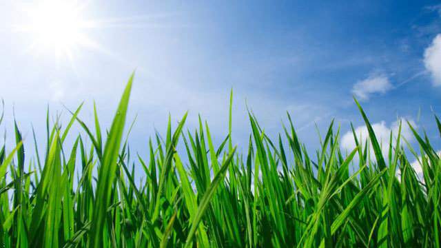 Kill The Weeds Spare The Grass