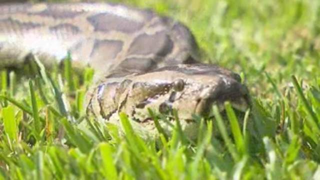 ‘That’s a big snake:’ Florida cousins catch pregnant 16-foot python on family property