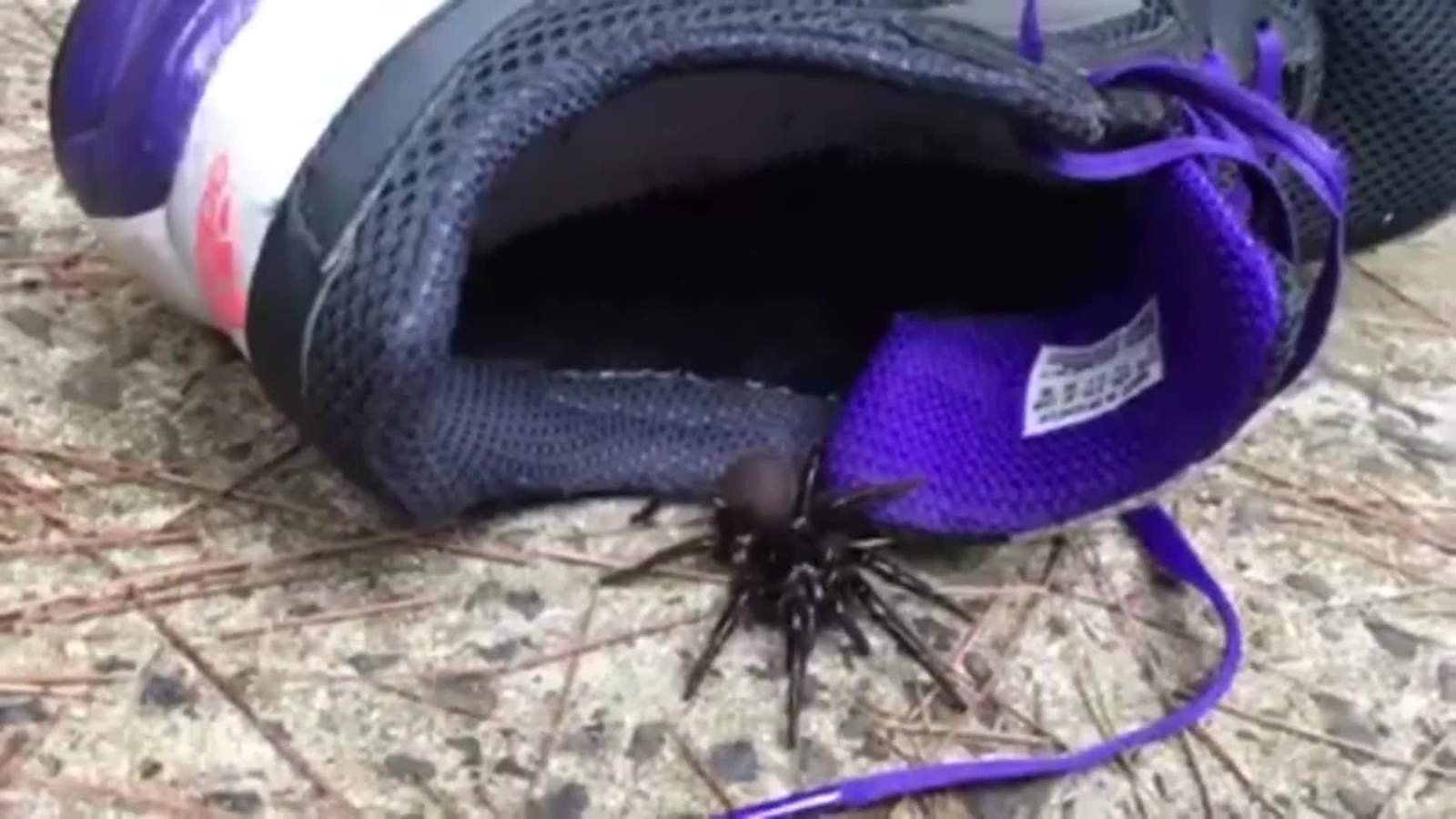 Australia experiencing spider, snake invasion amid floods