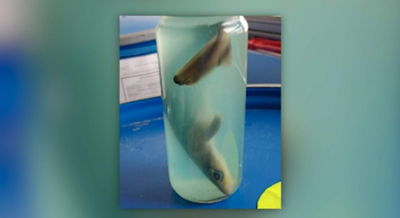 Dead baby shark makes TSA’s top 10 catches of 2020 list
