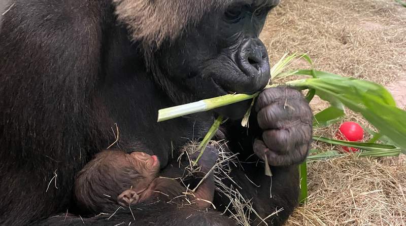 First look: Adorable baby gorilla born at Disney’s Animal Kingdom