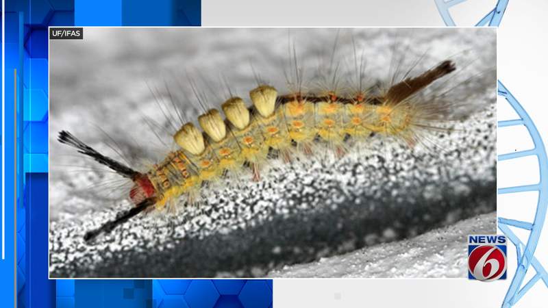 Look out for these hairy caterpillars in Florida. Here’s why