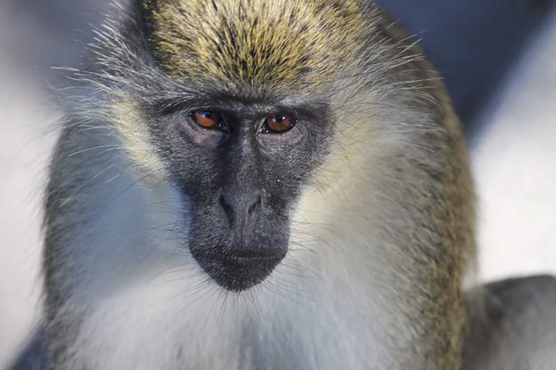 Monkey business: Researchers find origins of Florida colony