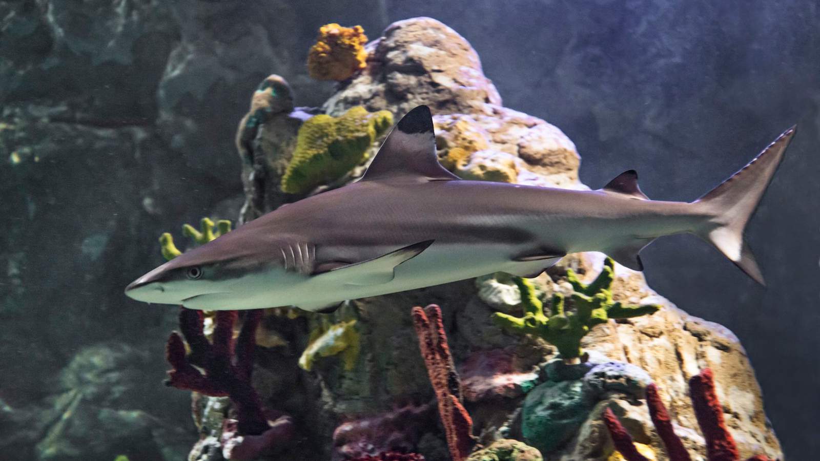 SEA LIFE Orlando aquarium sinks its teeth into shark week