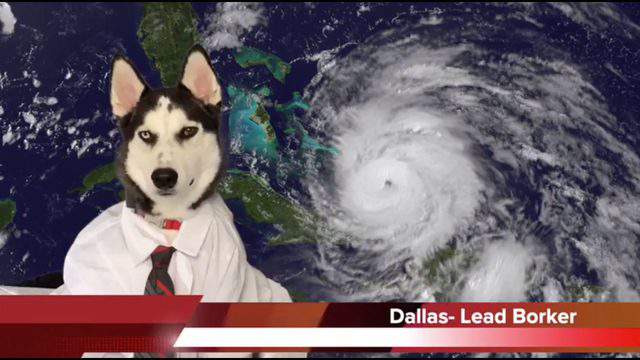 Two Disabled Huskies Are Forecasting The Dog Days Of Dorian