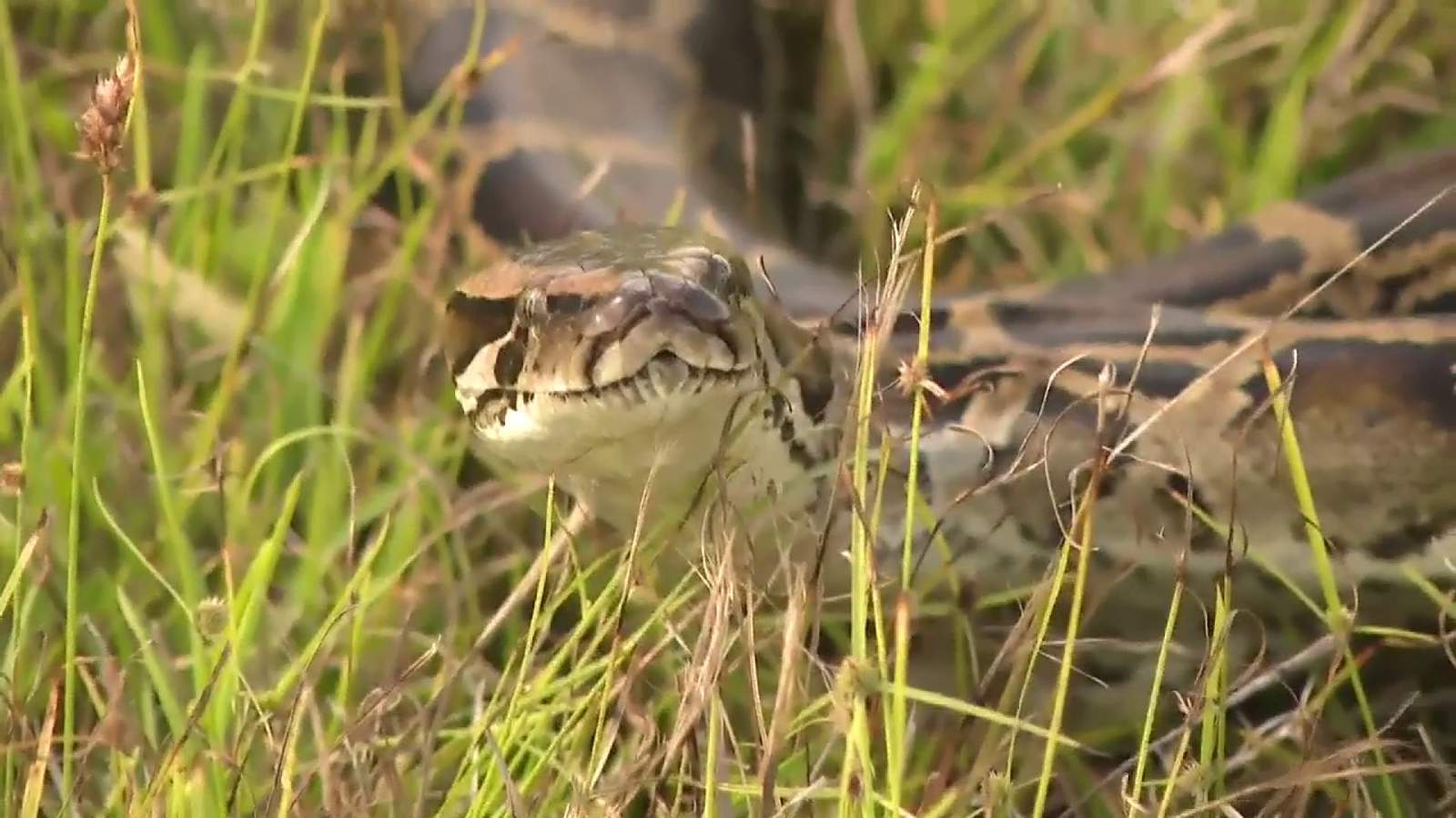 Snake and eggs? Floridians could soon eat invasive pythons