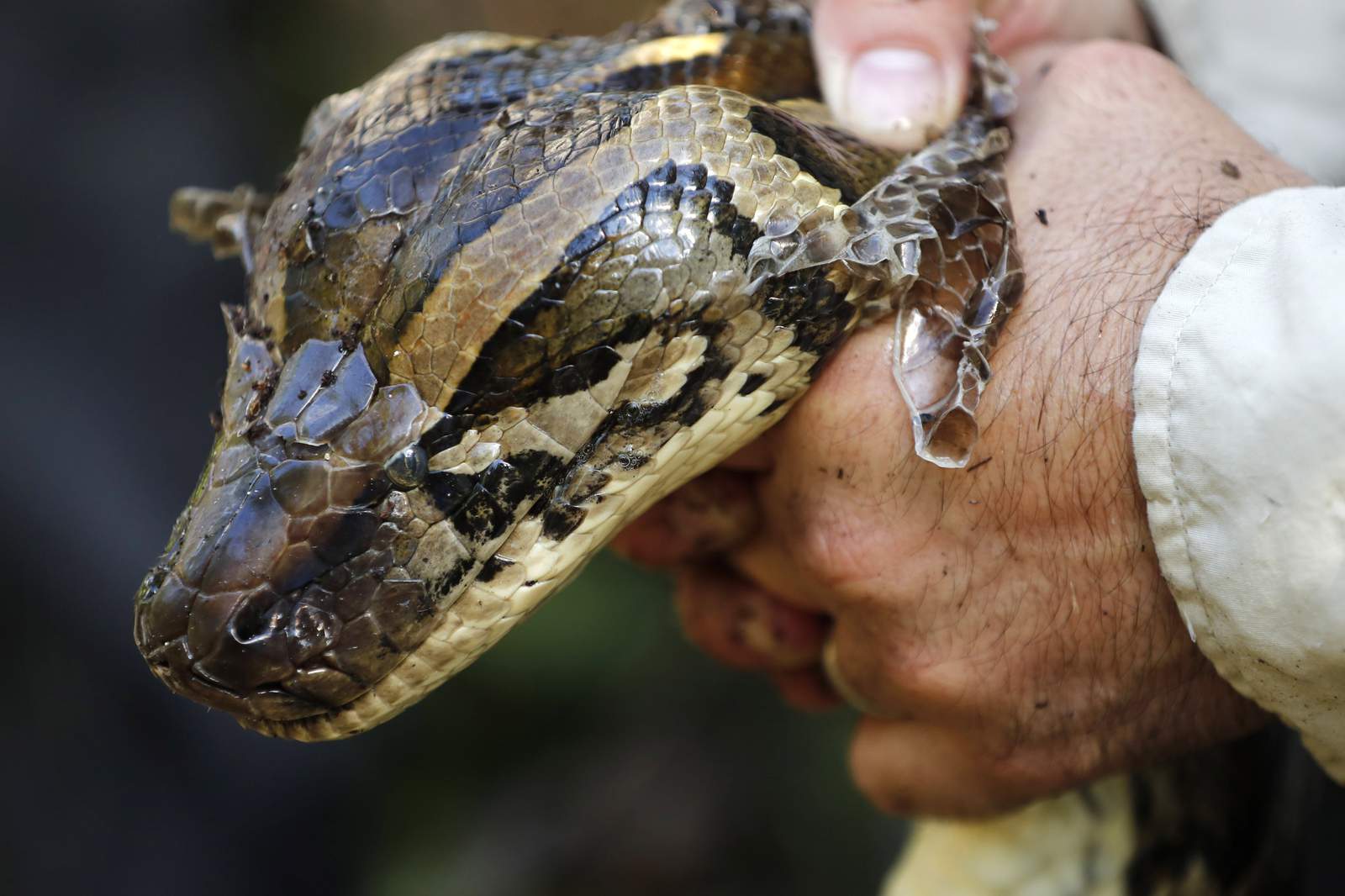 Thousands of invasive pythons removed from Everglades