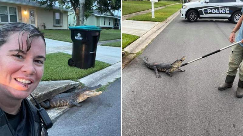 Only in Florida: Police officer takes selfie with alligator stuck in storm drain