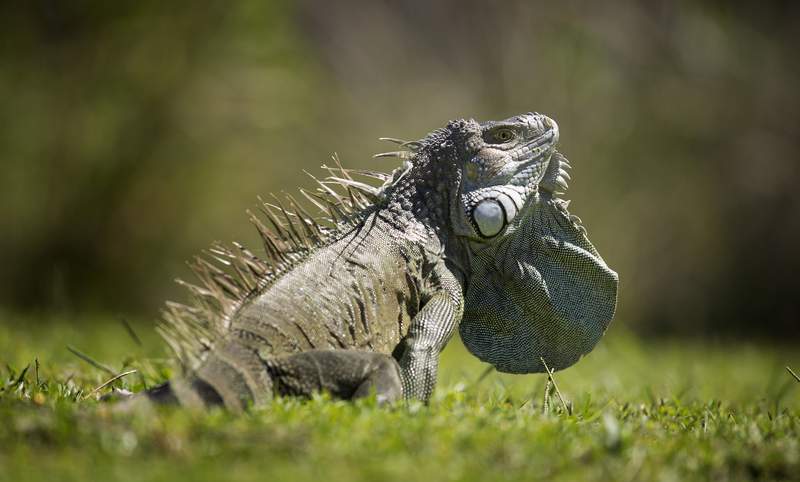 Florida man’s ‘stand your ground’ defense rejected in iguana killing