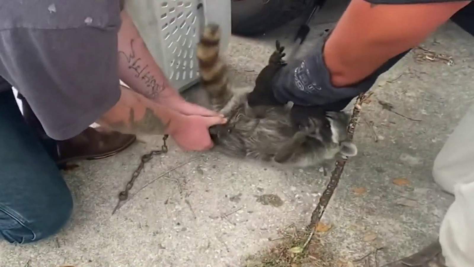 ‘It is so inhumane:’ Illegal animal traps found in Brevard County
