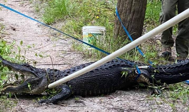 Florida bicyclist attacked by 9-foot alligator, deputies say
