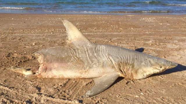 Half Eaten Shark Washes Ashore On New Smyrna Beach