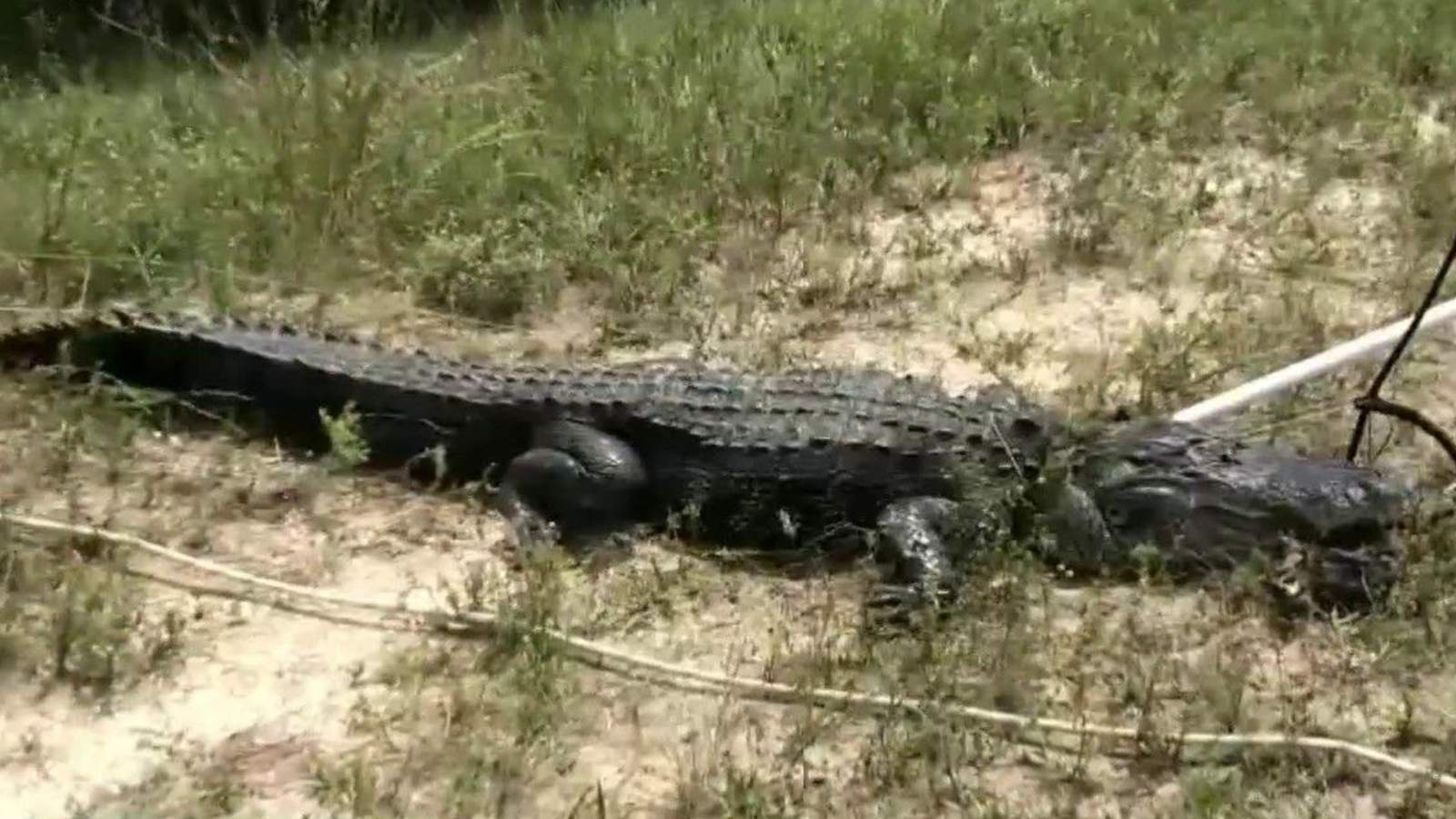 10-foot alligator attacks Florida teen walking near pond