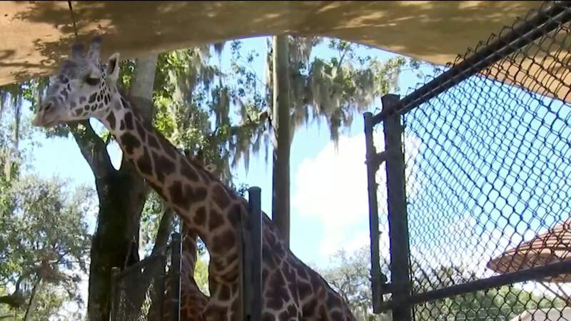 Family fun: Watch the sun set at the Central Florida Zoo