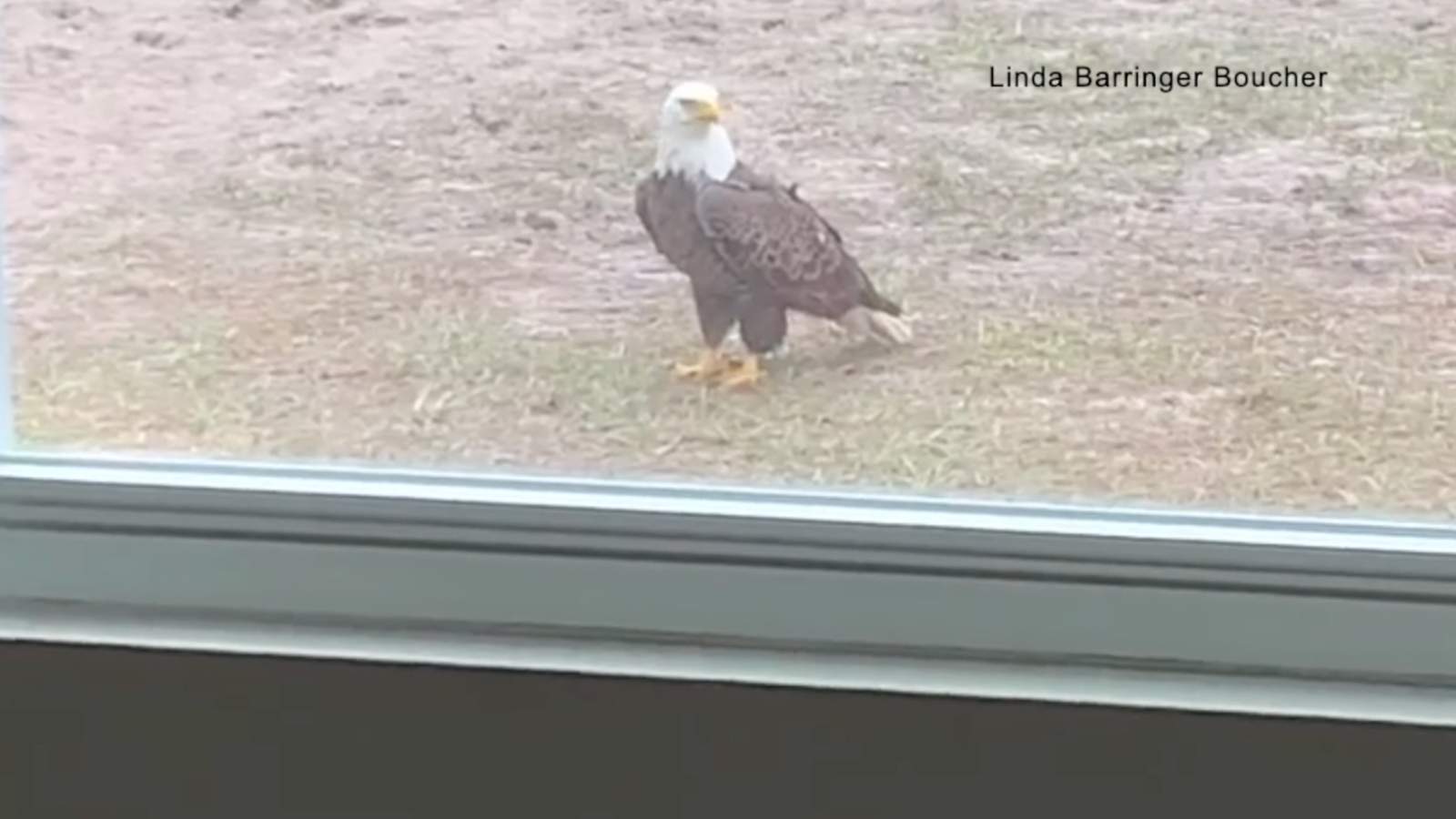 Rare sight: Bald eagle struts across Orange County backyard