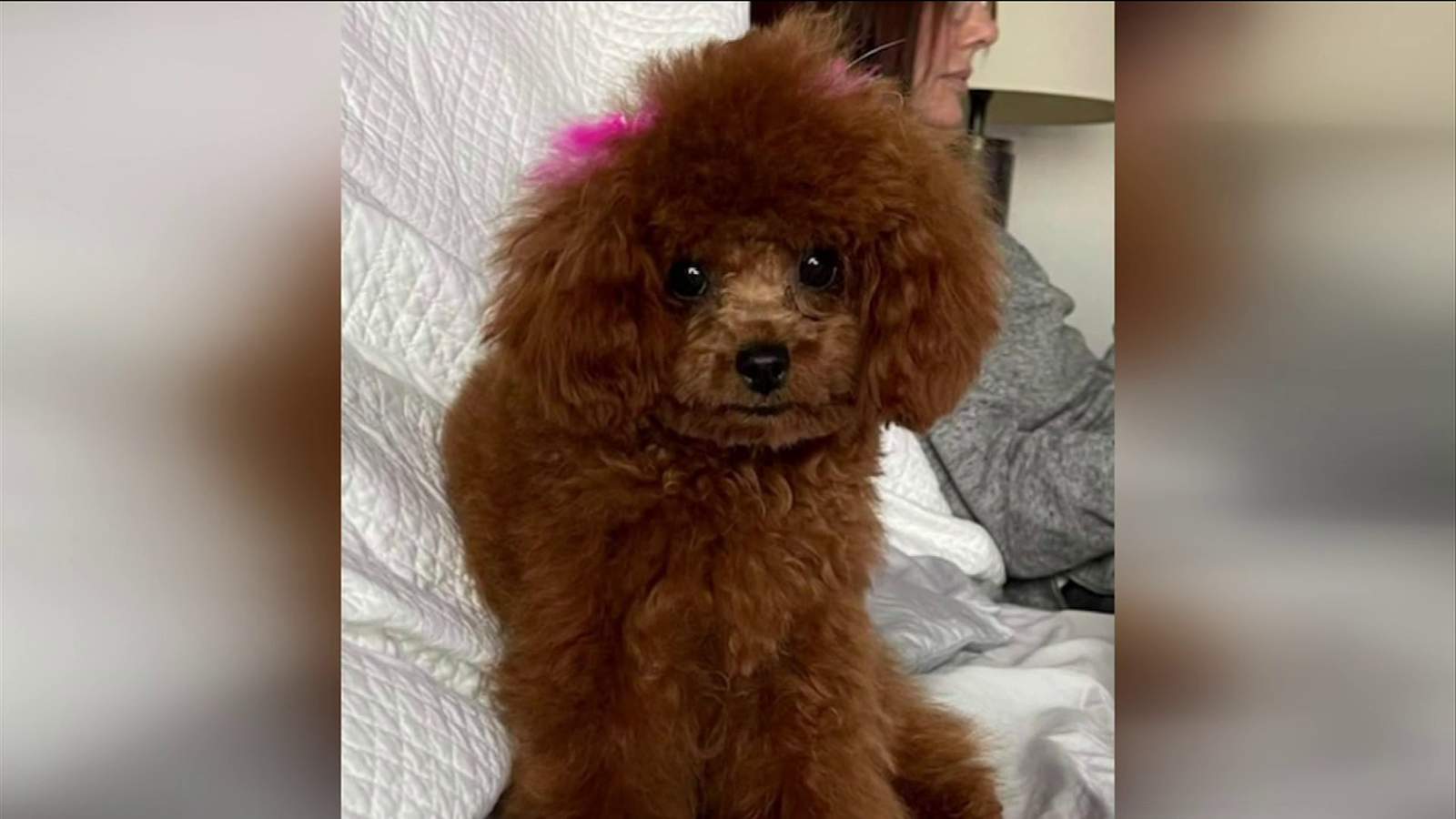 Food delivery driver accused of stealing teacup puppy from Florida condo