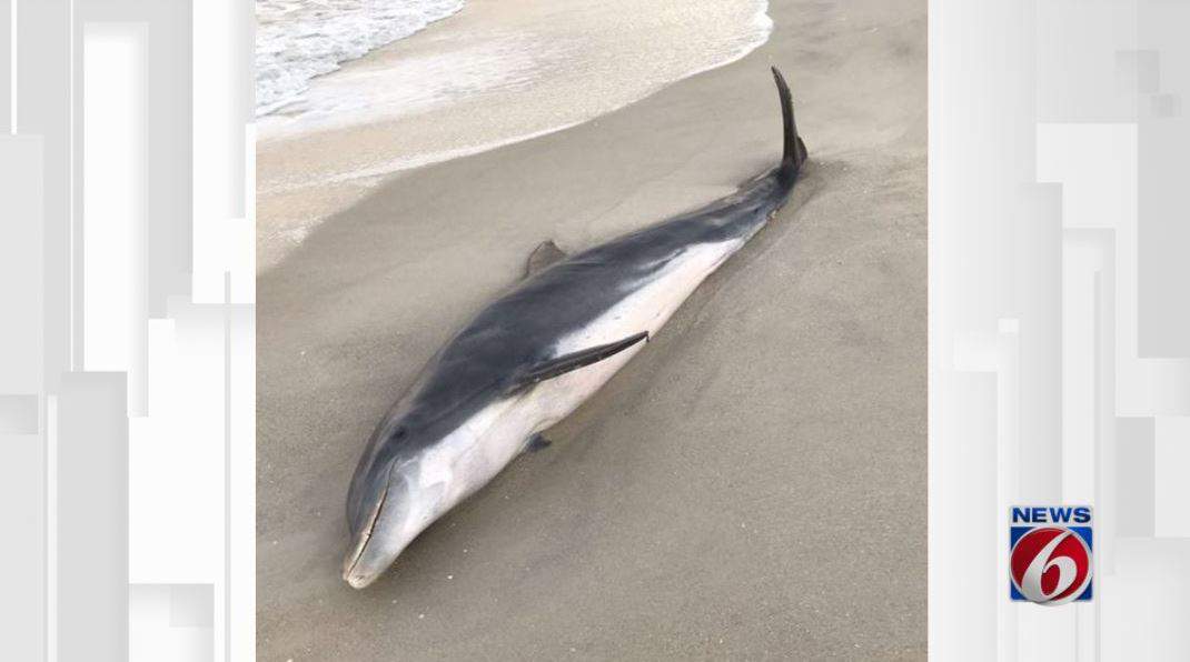 Dolphins found shot, stabbed on Florida beaches