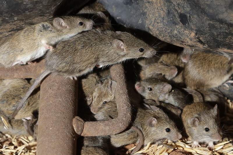 Prison evacuated after mice move in