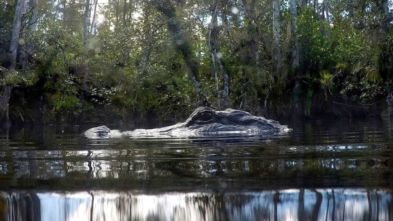 Hungry gator chomps on invasive python in Florida Everglades