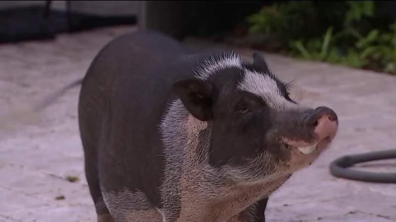 Mini pig as a pet? Rescuer says do your exploration initial