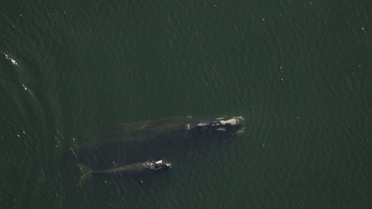 No description available