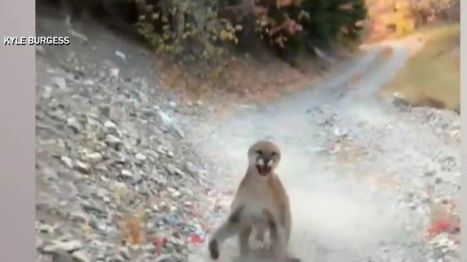 Video of mountain lion stalking hiker for 6 minutes goes viral