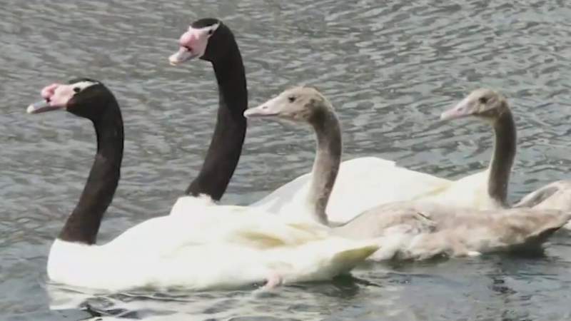 New swans on the lake: Black-necked cygnets to be released at Lake Eola