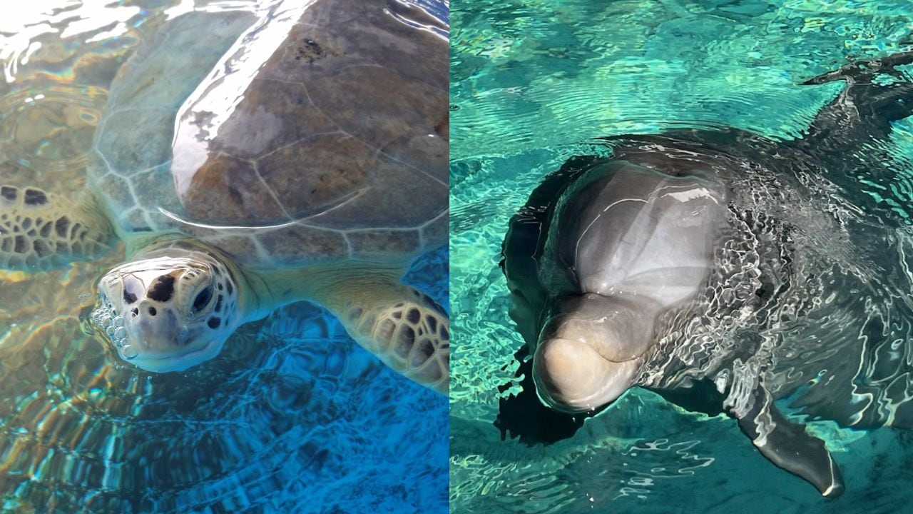 SeaWorld dolphin and sea turtle find forever home at Clearwater Marine Aquarium