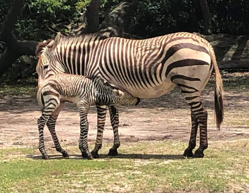 Disney’s Animal Kingdom welcomes new baby zebra