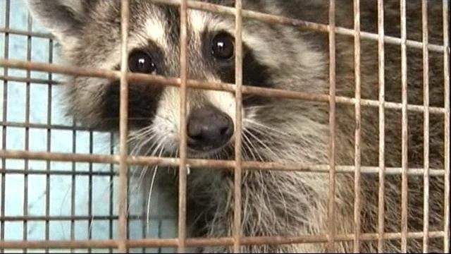 Health alert: Raccoon near Umatilla tests positive for rabies
