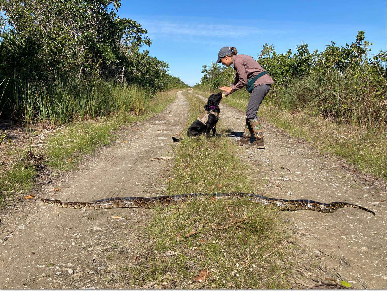 This photo shared on social media by the state's wildlife commission shows Truman, a dog that caught the first wild Burmese python as part of Florida's new canine program.
