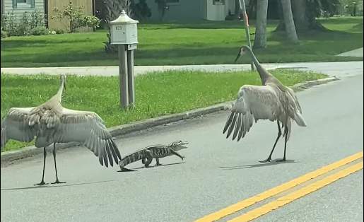 Viral video: Just another day in Florida as cranes chase baby alligator across street