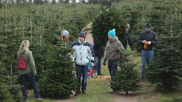 Here’s where you can cut down your own Christmas tree in Orlando area