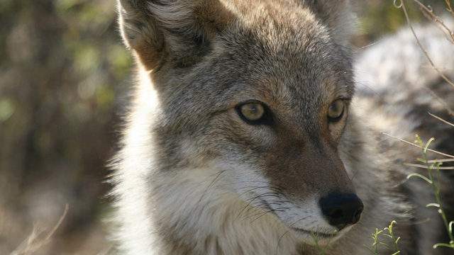 Man kills coyote with bare hands after animal attacks his 2-year-old son