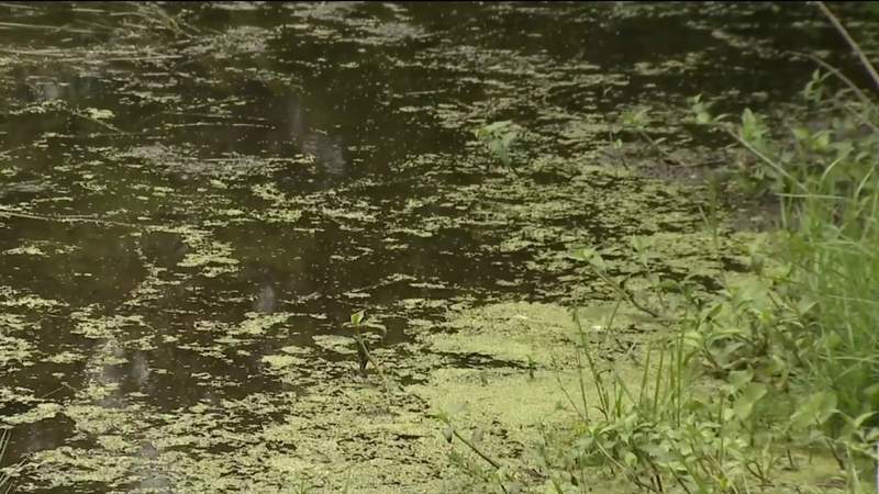 Blue-green algae bloom detected in Lake Emerald