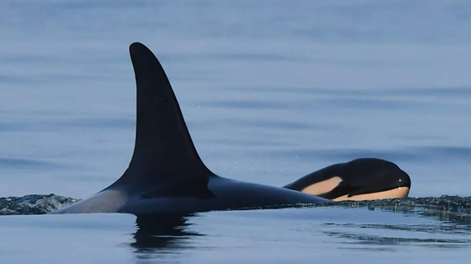 Killer whale who grieved dead calf is a mom again