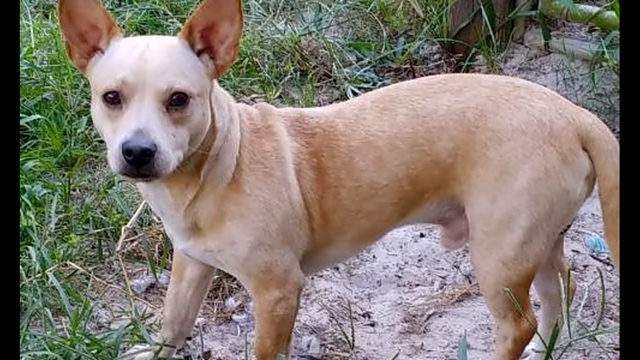 Want to adopt a pet? Here are 4 lovable pups to adopt now in Orlando