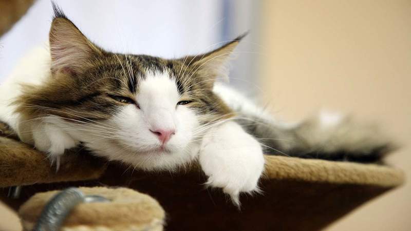 Orlando ranks No. 1 as purrfect city for cat lovers