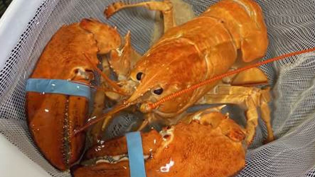 Meet Cheddar, the rare orange lobster saved by Florida Red Lobster employees