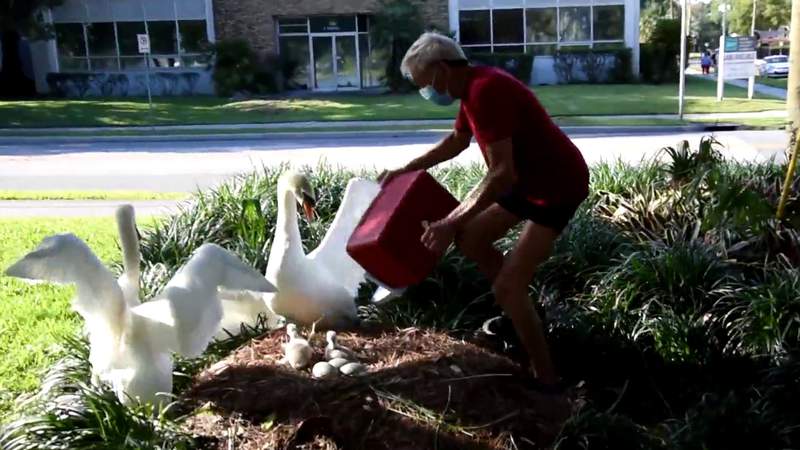 Orlando police arrest man recorded snatching baby swans from nest at Lake Eola